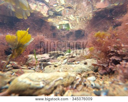 Macro View Of Micro Plants Colorful Plants In The Sea