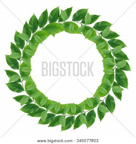 Ecology Concept. Nice Wreath Made From Freshness Green Leaves