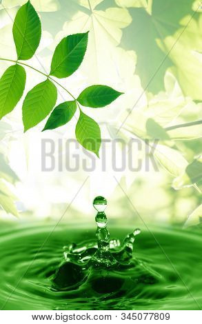 Ecology Concept. Nice Twig With Green Leaves Above Water