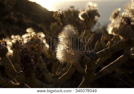 A Plant With Thorns In A Field With The Sea And Hills Under A Cloudy Sky On The Background
