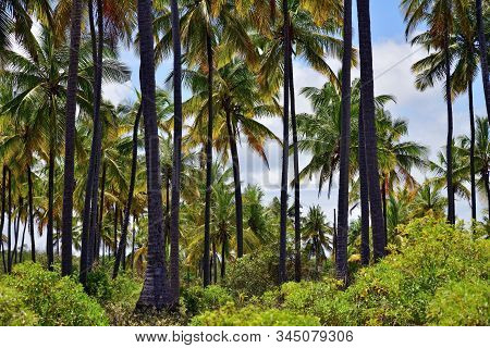 Palm Trees Grove, Paje, Zanzibar, Tanzania. Zanzibar Scenery