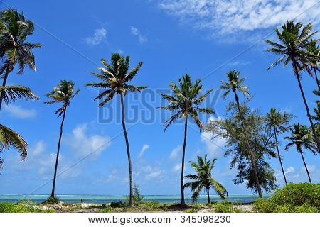Palm Trees On The Ocean Shore, Paje, Zanzibar, Tanzania. Zanzibar Scenery