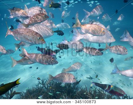 Various Types Of Tropical Fish Schooling Together On The Ningaloo Reef, Coral Bay, Western Australia