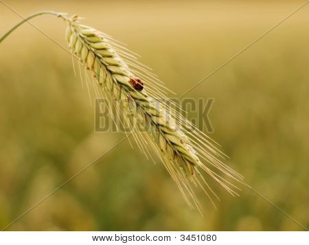 金黄小麦