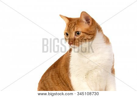 Adult brown and white cat with overweigh isolated on a white background