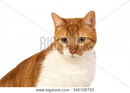 Adult brown and white cat with overweigh isolated on a white background