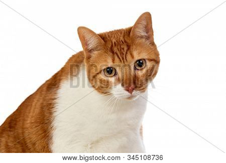 Adult brown and white cat with overweigh isolated on a white background