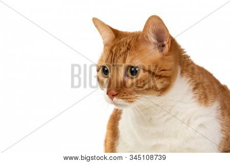Adult brown and white cat with overweigh isolated on a white background