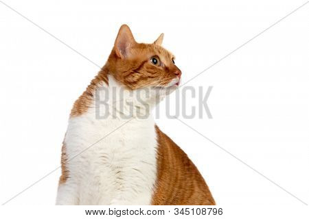 Adult brown and white cat with overweigh isolated on a white background