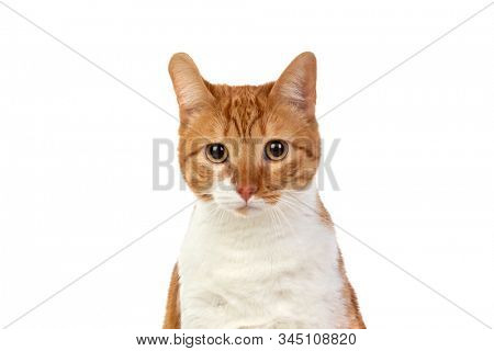 Adult brown and white cat with overweigh isolated on a white background