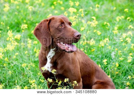 Beautiful Brown Braco German Shorthair in a bloosom meadow
