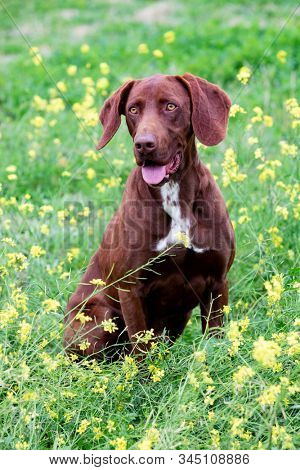 Beautiful Brown Braco German Shorthair in a bloosom meadow