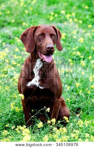 Beautiful Brown Braco German Shorthair in a bloosom meadow