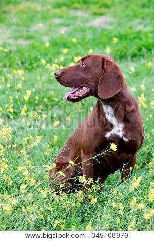 Beautiful Brown Braco German Shorthair in a bloosom meadow