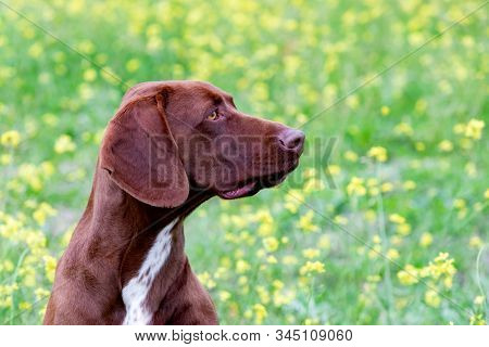 Beautiful Brown Braco German Shorthair in a bloosom meadow