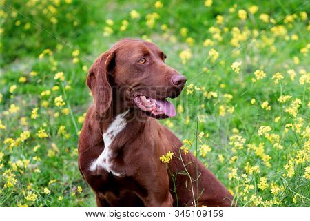 Beautiful Brown Braco German Shorthair in a bloosom meadow