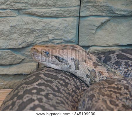Granite Python In Terrarium