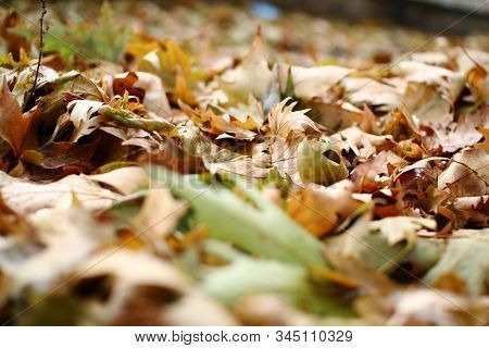 Autumn Oak Leaf Fall On The Ground