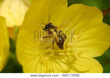 Bee On Yellow Flower, Close Up Macro