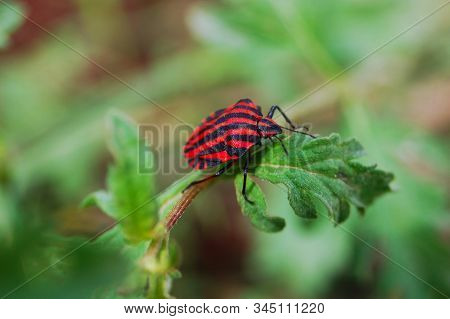 Small Red Black Bug, Close Up Macro
