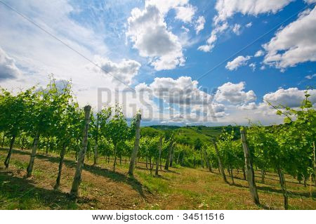 Vineyard Rows