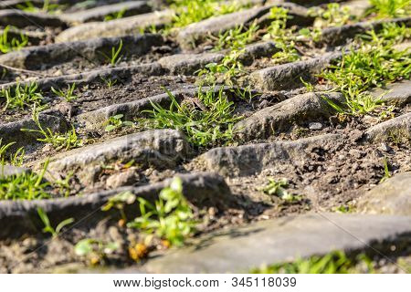 Detail Of The Famous Cobblestone Road Muur Van Geraardsbergen Located In Belgium. On This Road Every