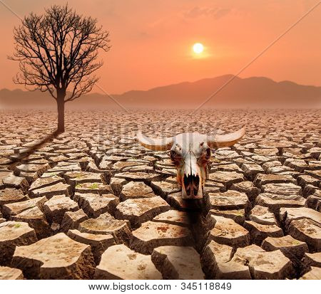 Crack Ground With Dead Tree And Buffelo Head ,global Warming  Concept