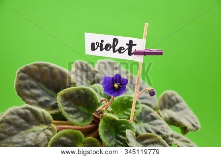 Violeta, Violet Flower, With Word Violet, Home Flowers On Green Background, Copy Space, Spring Flowe