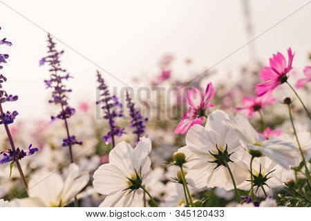 Low Angle View Of Beautiful Daisy Or Cosmos Bipinnata Cav