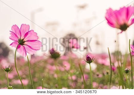 Low Angle View Of Beautiful Daisy Or Cosmos Bipinnata Cav