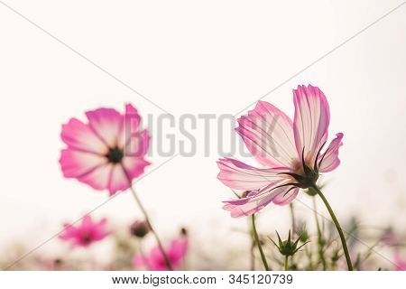 Low Angle View Of Beautiful Daisy Or Cosmos Bipinnata Cav