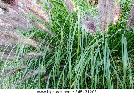 Ornamental Grass. Fountain Grass Is A Hardy Perennial Ornamental Grass Used In Yards For Landscaping
