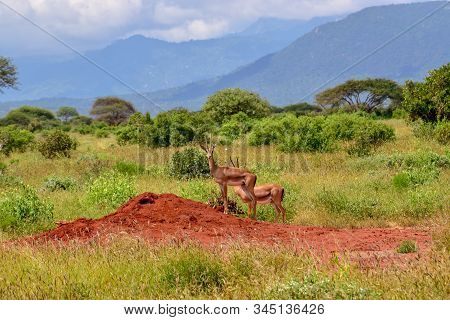Antelopes In The National Park Tsavo East, Tsavo West And Amboseli In Kenya