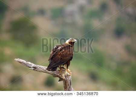 The Spanish Imperial Eagle (aquila Adalberti), Also The Iberian Imperial , Spanish Or Adalbert's Eag