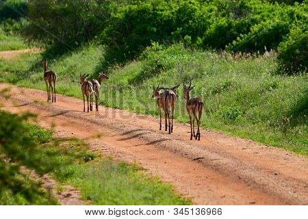 Antelopes In The National Park Tsavo East, Tsavo West And Amboseli In Kenya