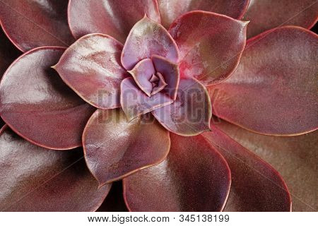Echeveria Lilacina Plant. Ghost Echeveria Is A Species Of Succulent Plants.
