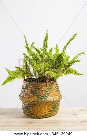 Studio Photo Shoot Of A Nephrolepis Exaltata Blue Bell Fern.
