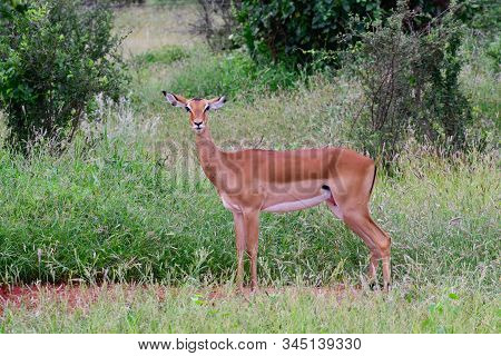 Antelopes In The National Park Tsavo East, Tsavo West And Amboseli In Kenya