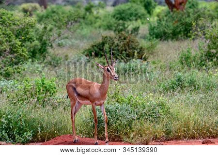 Antelopes In The National Park Tsavo East, Tsavo West And Amboseli In Kenya