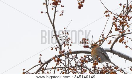 The Pine Grosbeak On A Wild Apple Tree In Winter, Place For Text.