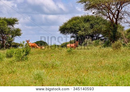 Antelopes In The National Park Tsavo East, Tsavo West And Amboseli In Kenya