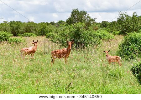 Antelopes In The National Park Tsavo East, Tsavo West And Amboseli In Kenya