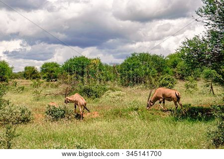 Antelopes In The National Park Tsavo East, Tsavo West And Amboseli In Kenya