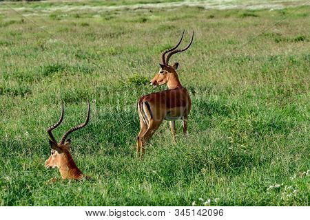Antelopes In The National Park Tsavo East, Tsavo West And Amboseli In Kenya