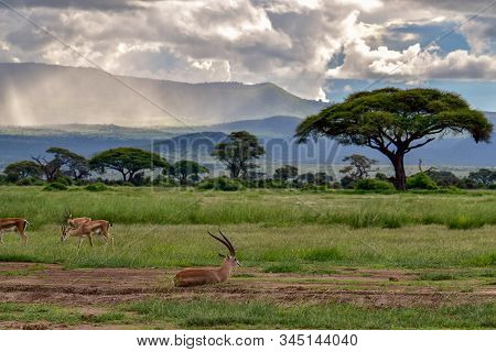 Antelopes In The National Park Tsavo East, Tsavo West And Amboseli In Kenya
