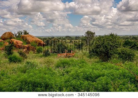 Antelopes In The National Park Tsavo East, Tsavo West And Amboseli In Kenya