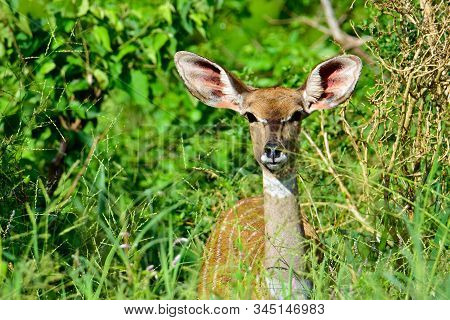 Antelopes In The National Park Tsavo East, Tsavo West And Amboseli In Kenya