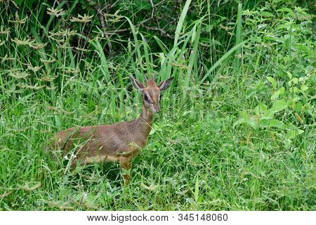 Antelopes In The National Park Tsavo East, Tsavo West And Amboseli In Kenya