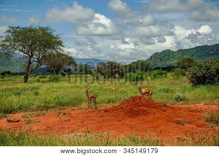 Antelopes In The National Park Tsavo East, Tsavo West And Amboseli In Kenya