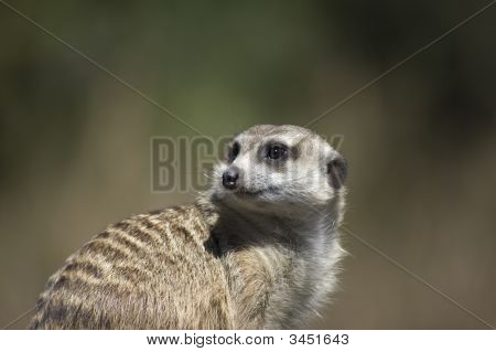 Meerkat
